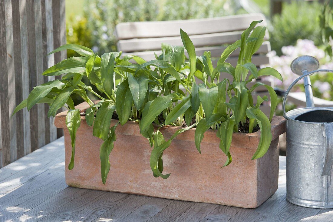 Wild garlic (Allium ursinum) in terracotta box