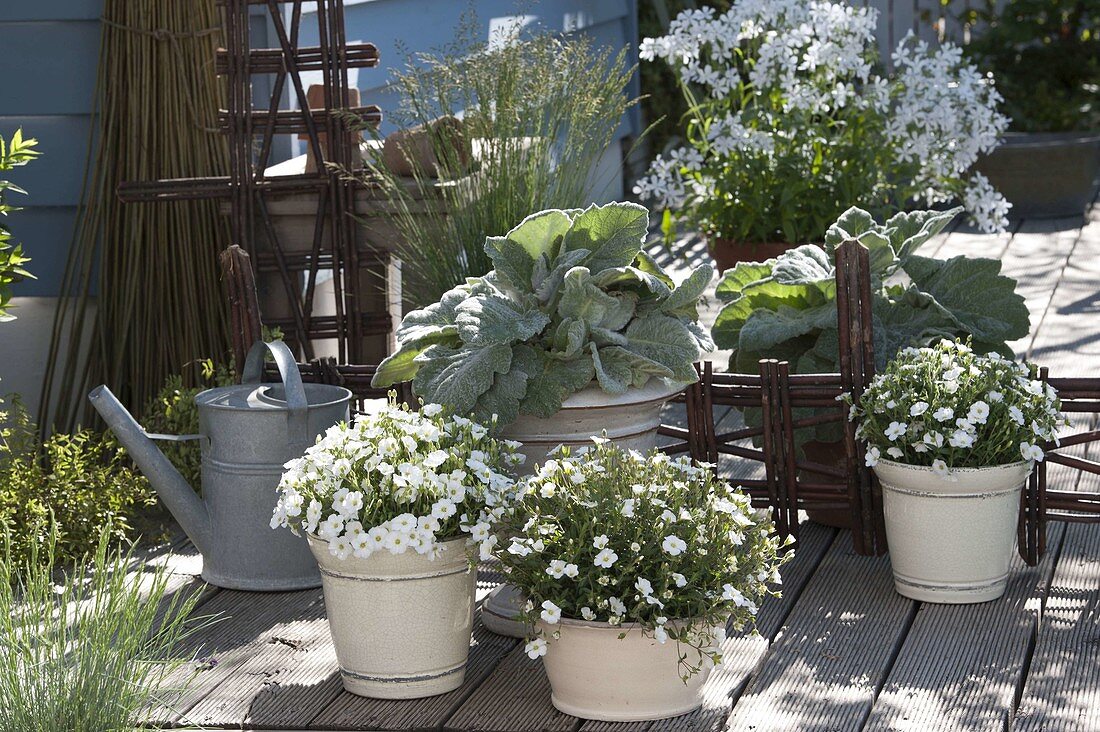 Terrace with gray-white plants