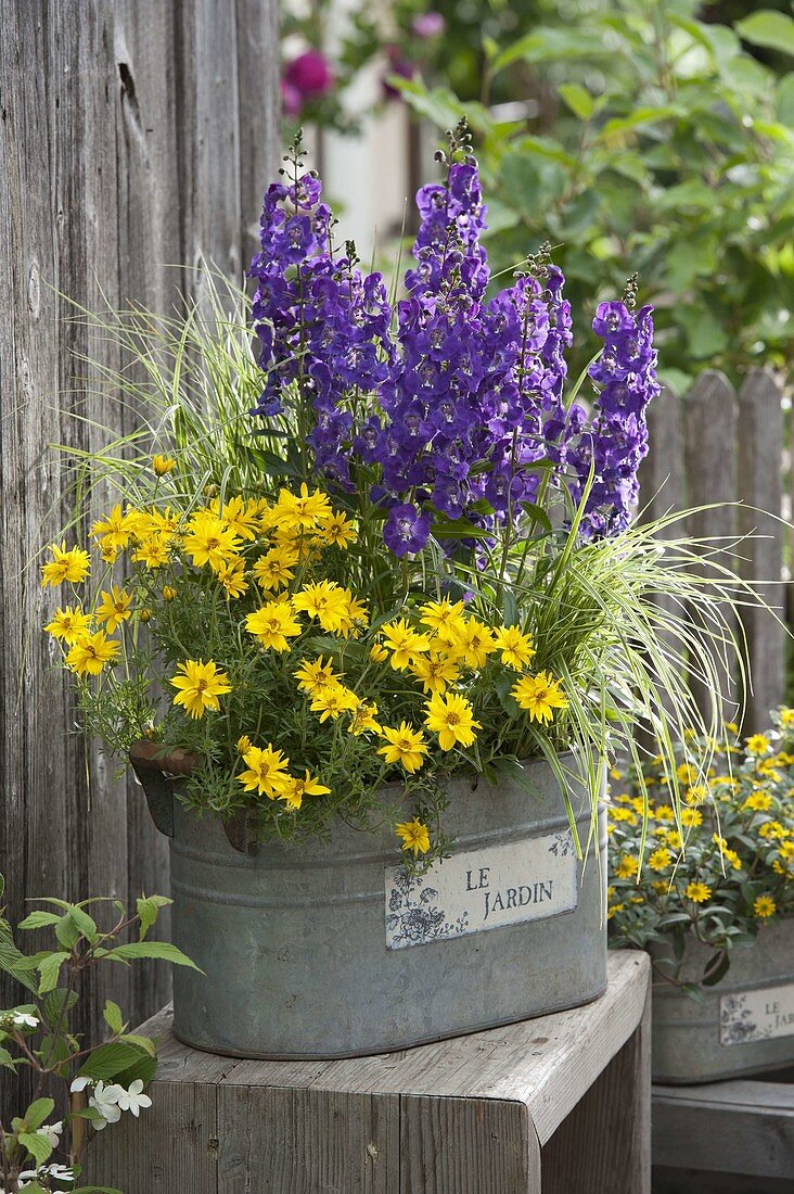 Metal sheet jardiniere with Biden's 'Tweety', Angelonia