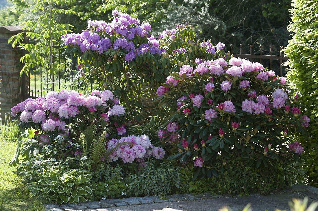 Rhododendron (Alpenrosen) im Halbschatten, Hosta 'Francee' (Funkie)