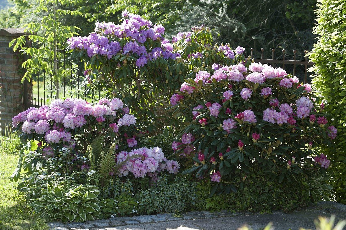 Rhododendron (Alpine Rose) in partial shade, Hosta 'Francee' (Funkie)