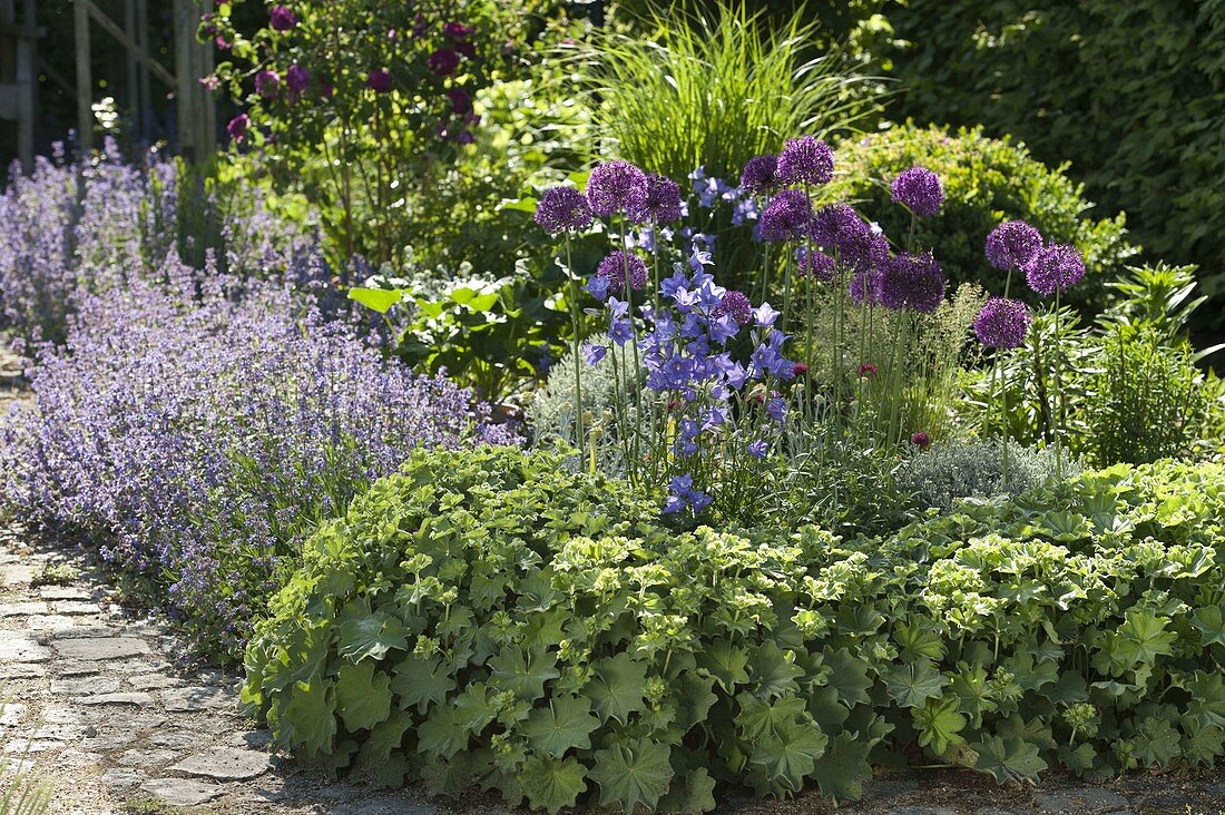 Bed with Allium 'Purple Sensation' (ornamental leek), Alchemilla (lady's mantle)