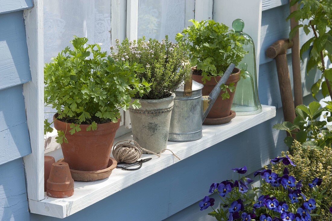 Windowsill with herbs: Parsley 'Hamburger Schnitt' (Petroselinum)
