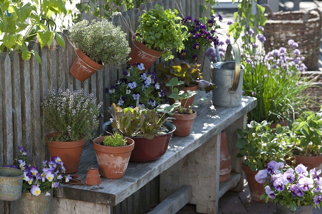 Thymian (Thymus), Viola cornuta (Hornveilchen), Salat (Lactuca)