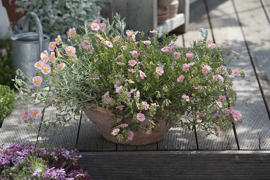 Helianthemum Hybride left 'Wisley Pink', right 'Lawrensons Pink'