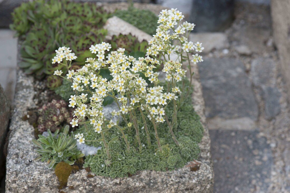 Steintrog mit Saxifraga paniculata (Trauben - Steinbrech)