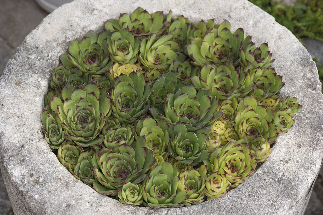 Stone trough with Sempervivum (houseleek)