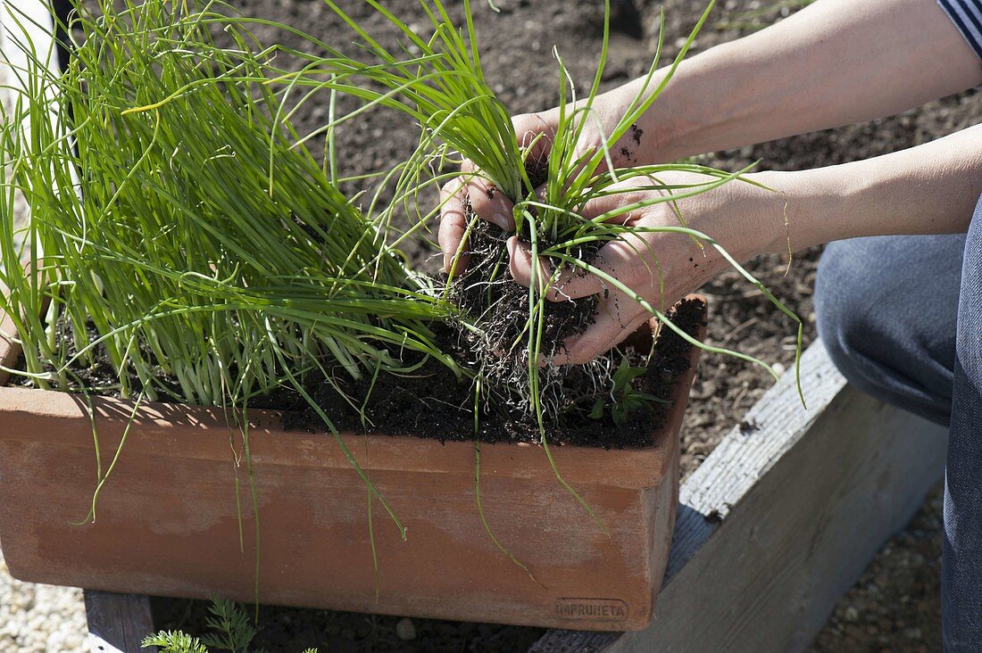 Planting leeks in the bed (2/4)