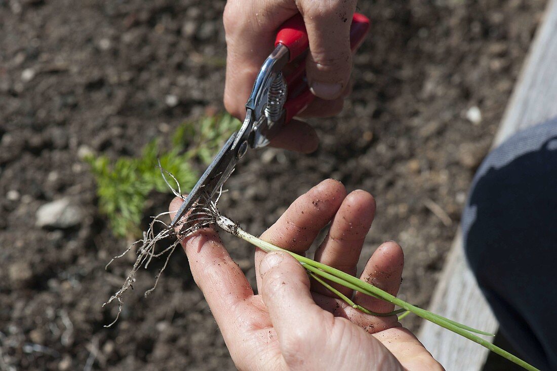 Planting leeks in the bed