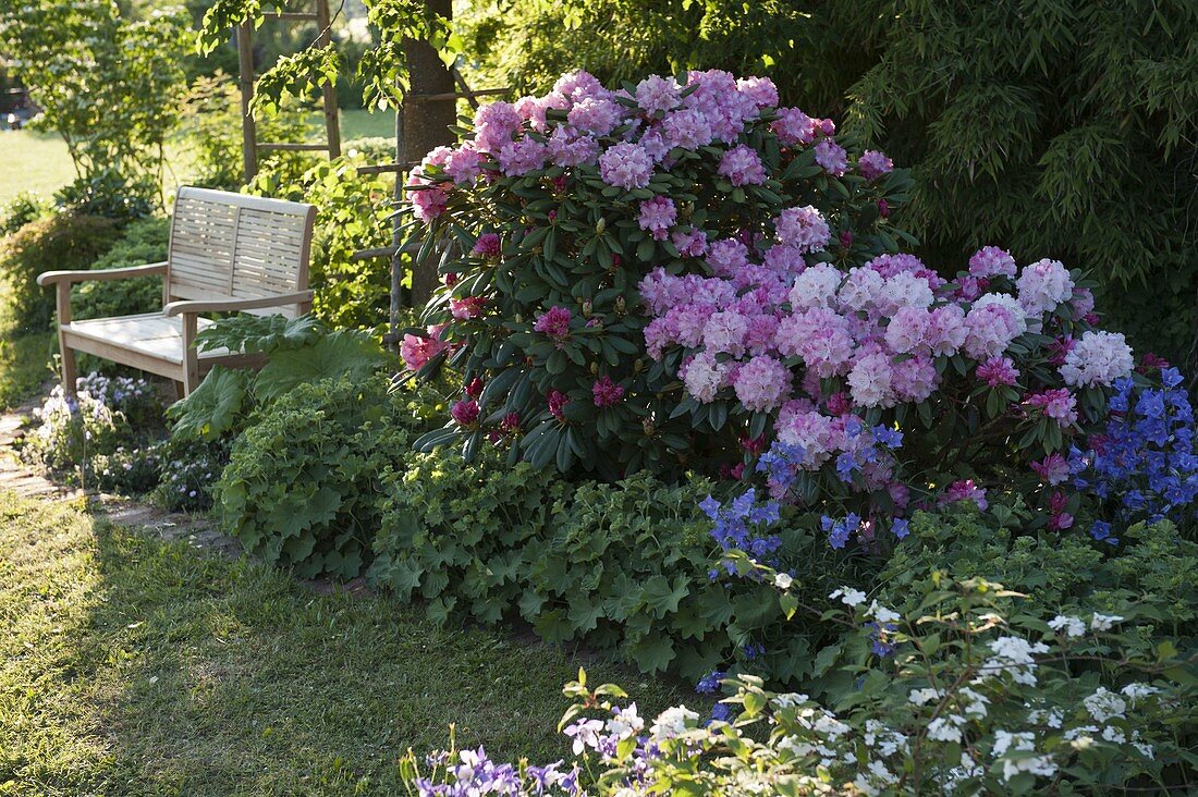 Shadow bed under tree with rhododendron