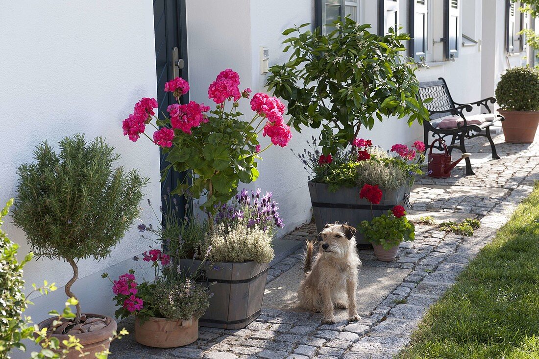 Hauseingang mit Pelargonium Caliente 'Rose', 'Deep Red' (Geranien), Citrus