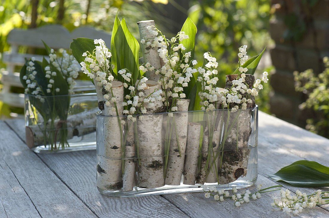 Convallaria majalis with pieces of betula