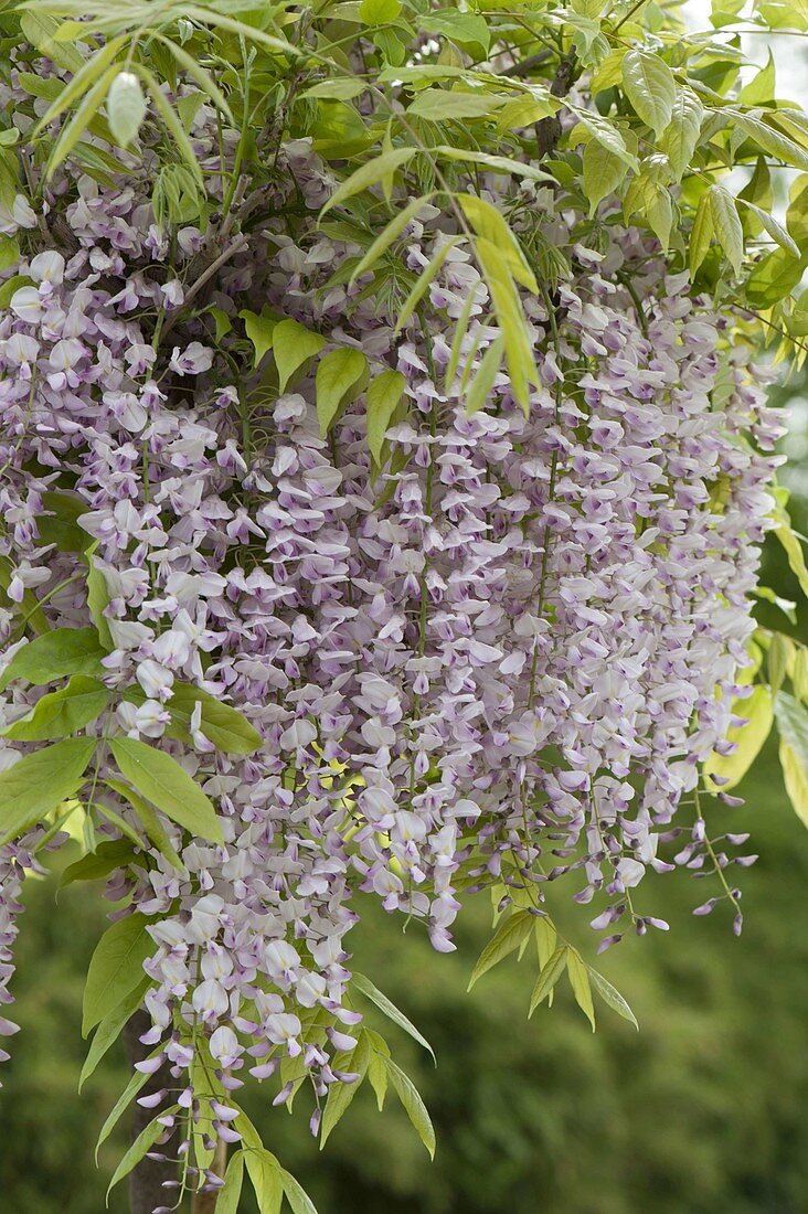 Wisteria floribunda 'Rosea' (Blauregen)