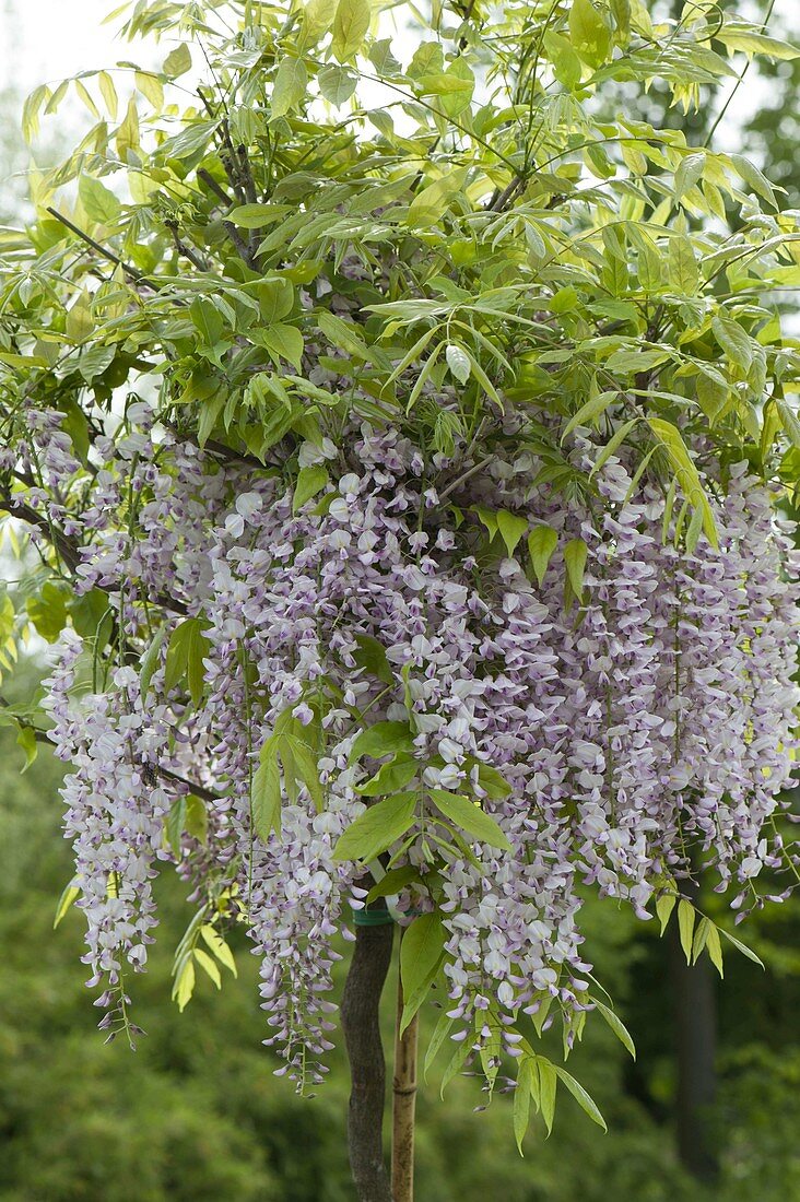 Wisteria floribunda 'Rosea' (Blauregen)