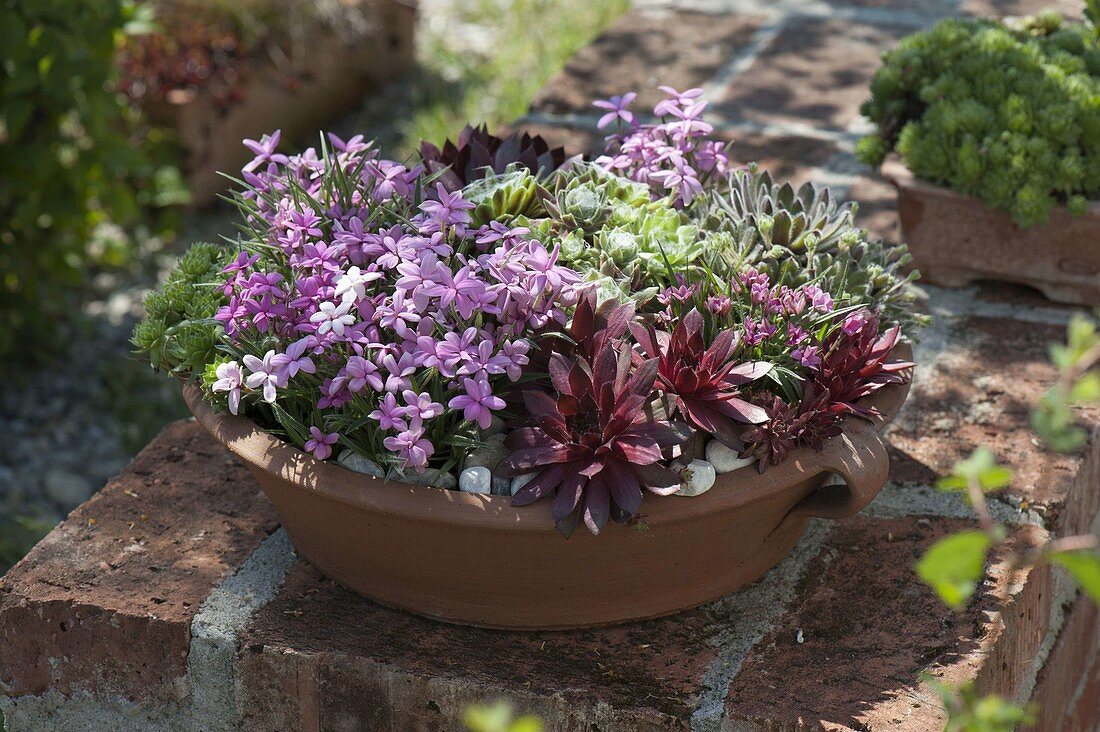 Terracotta bowl with Sempervivum (houseleek), Rhodohypoxis