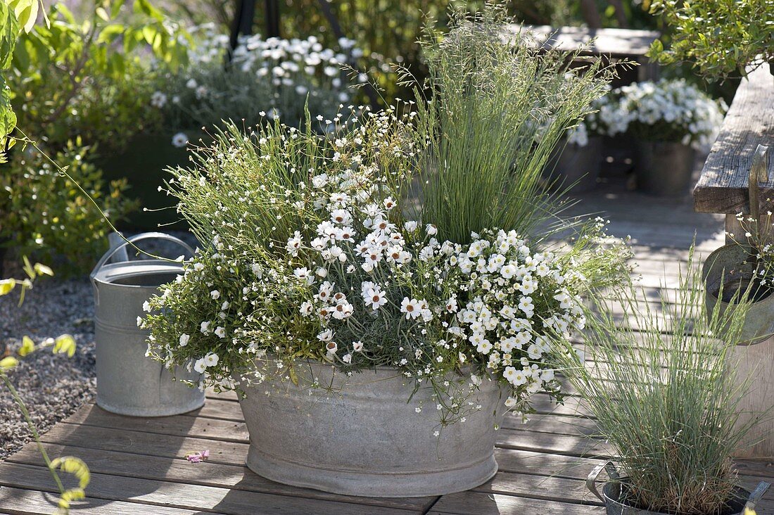 White planted tin pan