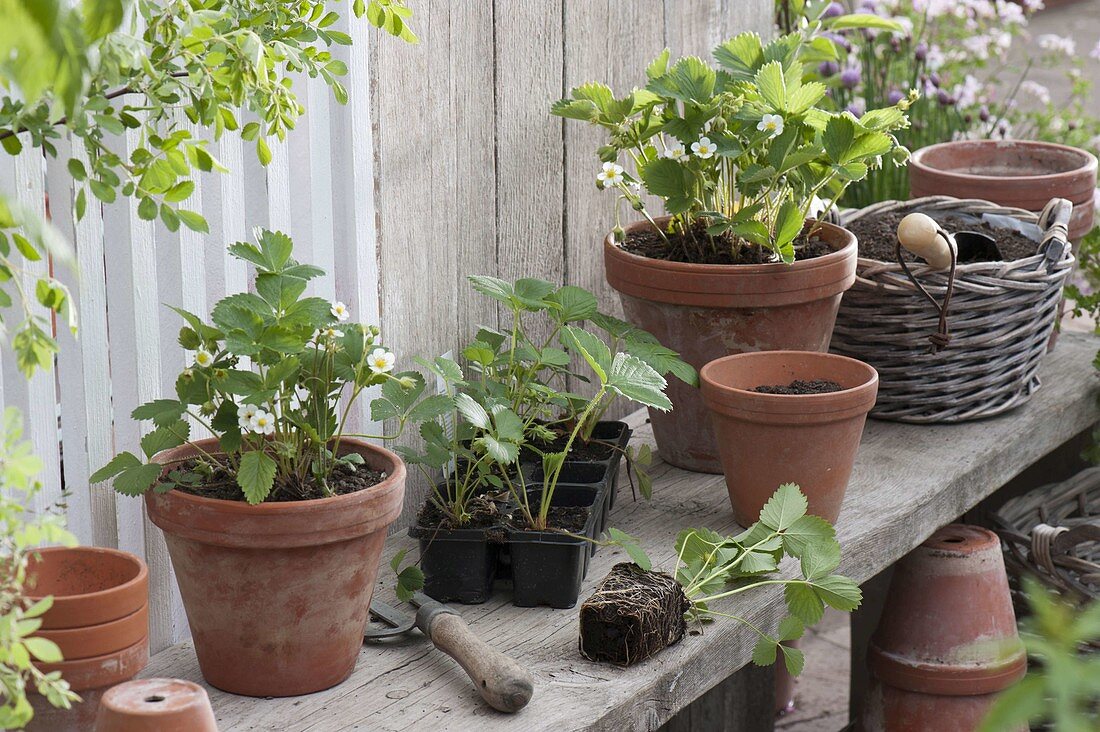 Seedlings of strawberry 'Mara de Bois' (Fragaria) planted in clay pots