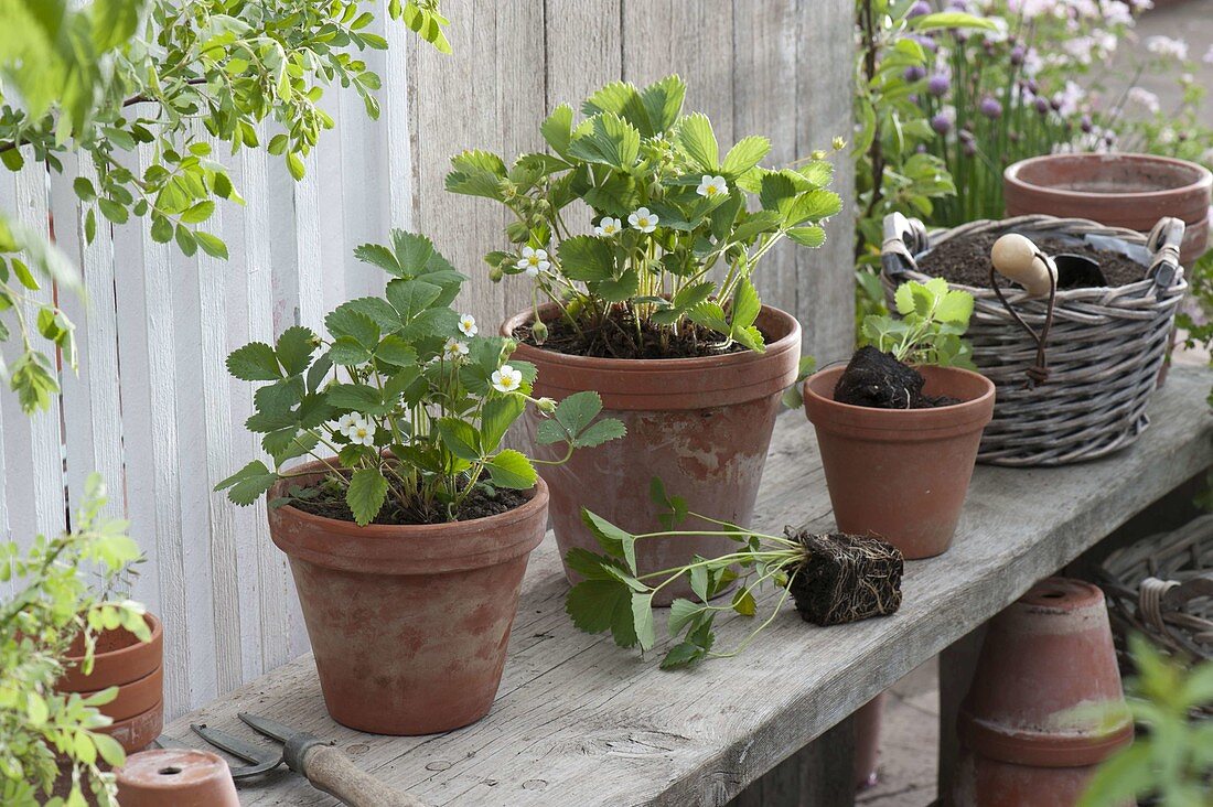 Planting young plants of strawberry 'Mara de Bois' (Fragaria) in clay pots