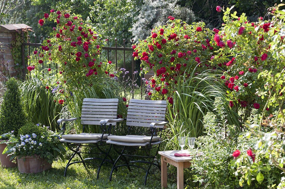 Rosa 'Flammentanz' (Kletterrosen) an Metallzaun, Spartina