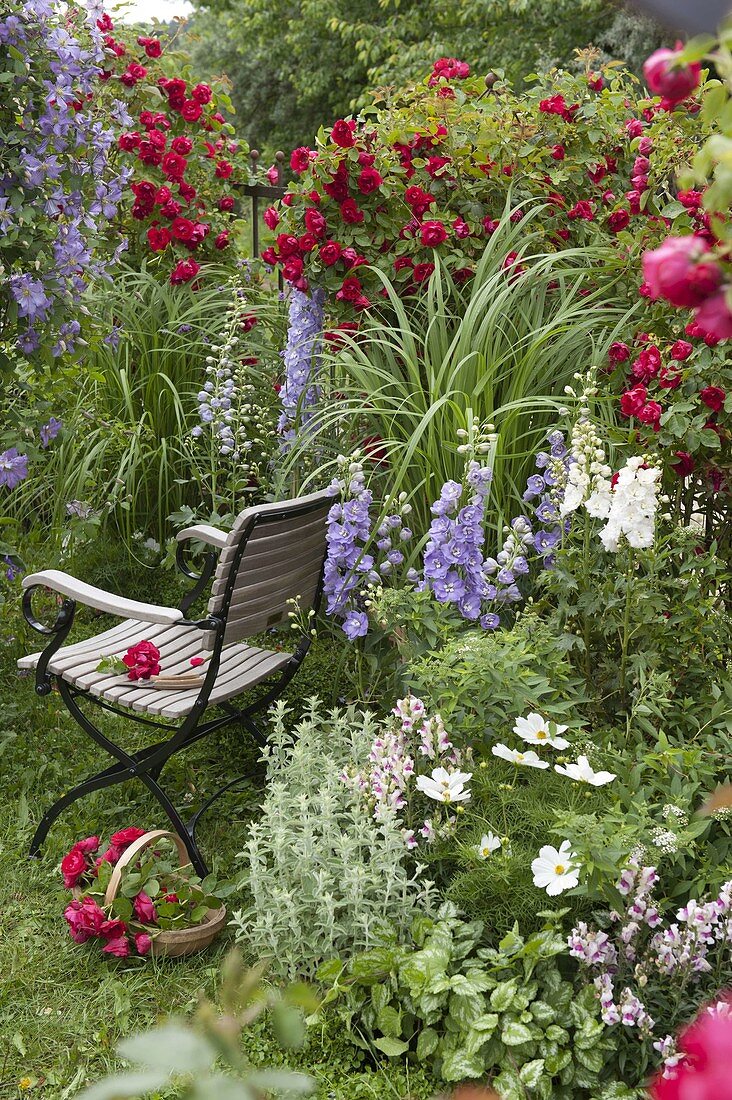 Rosa 'Flammentanz' (Kletterrosen), Delphinium (Rittersporn)