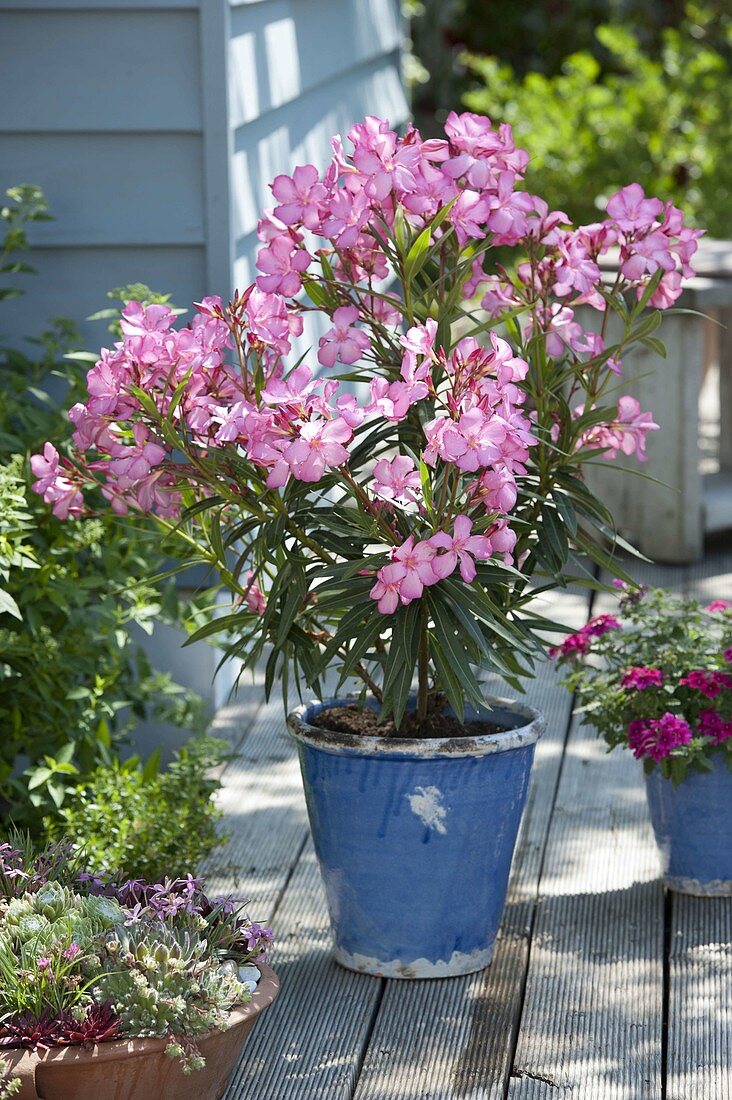 Nerium oleander (Oleander) im blauen Kübel