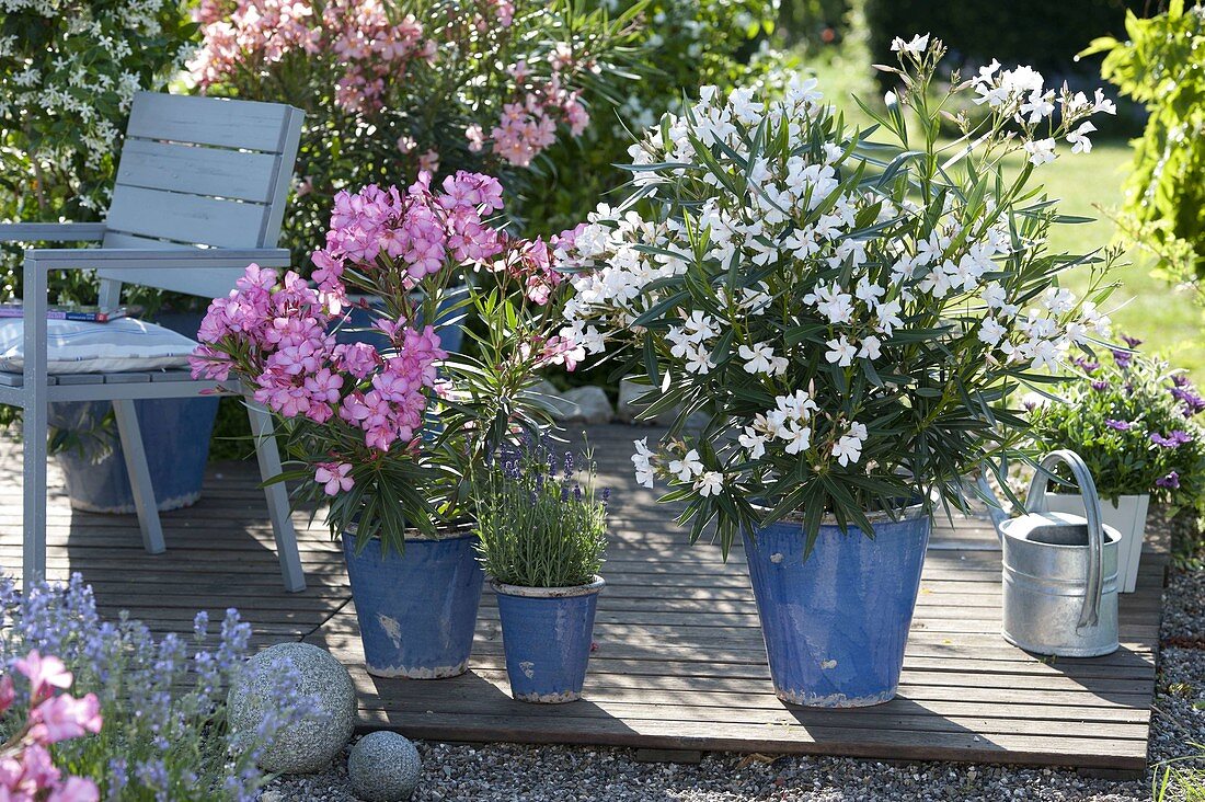 Nerium oleander 'Soeur Agnes' white, 'Neon Pink', lavender