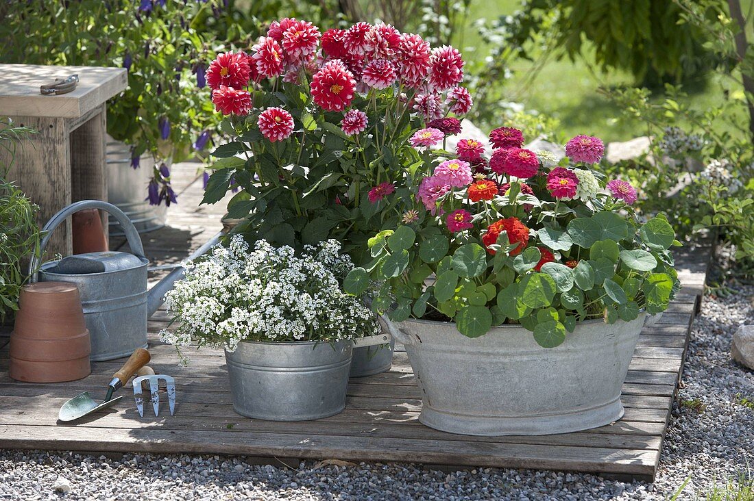 Dahlia (Dahlie), Zinnia (Zinnien), Lobularia 'Snow Princess' (Duftsteinrich