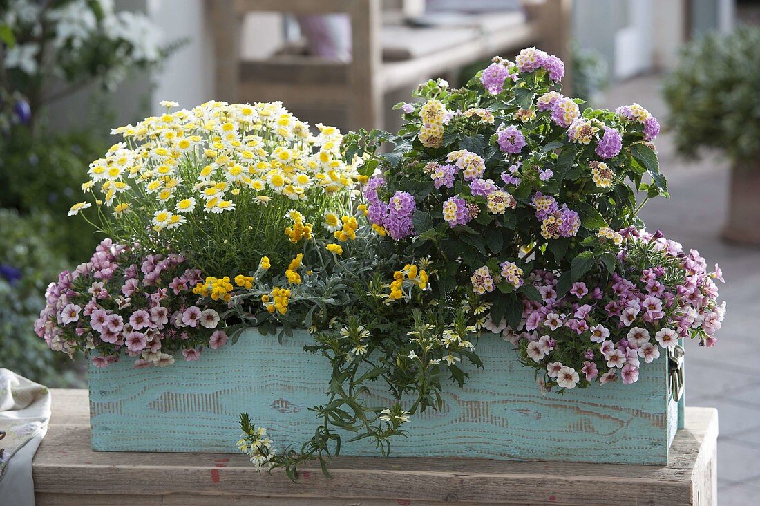 Holzkasten mit Argyranthemum 'Sole Mio' (Margerite), Lantana