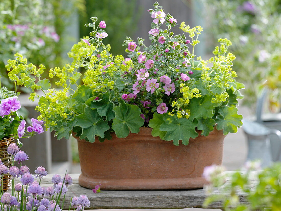 Terracotta box planted with Alchemilla (lady's mantle) and Anisodontea