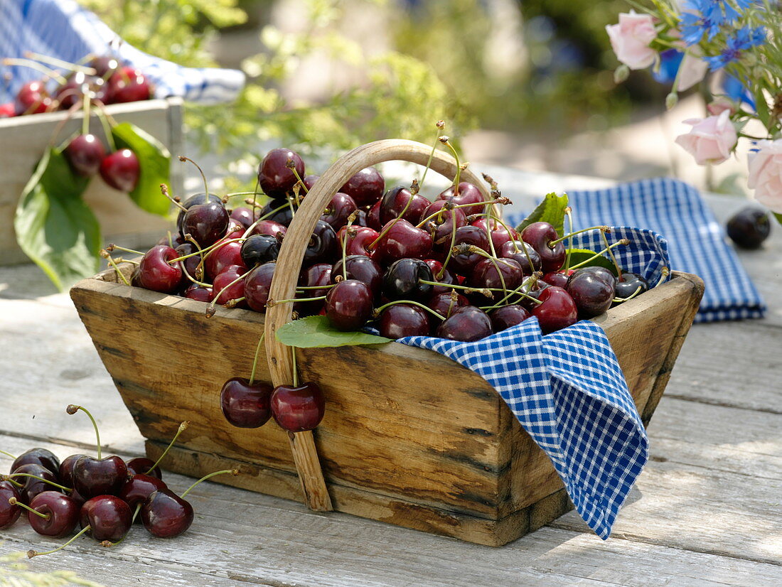 Sweet cherries (bird cherry) in wooden basket