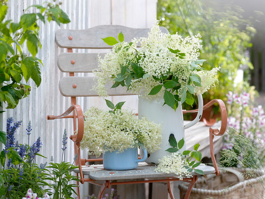 Bouquets of Sambucus nigra in enameled pitchers