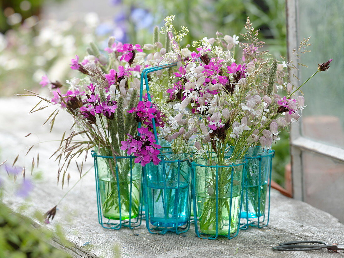 Dianthus carthusianerum (Carthusian carnation), Silene vulgaris