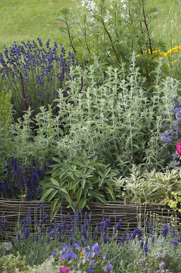 Herb bed with willow edging
