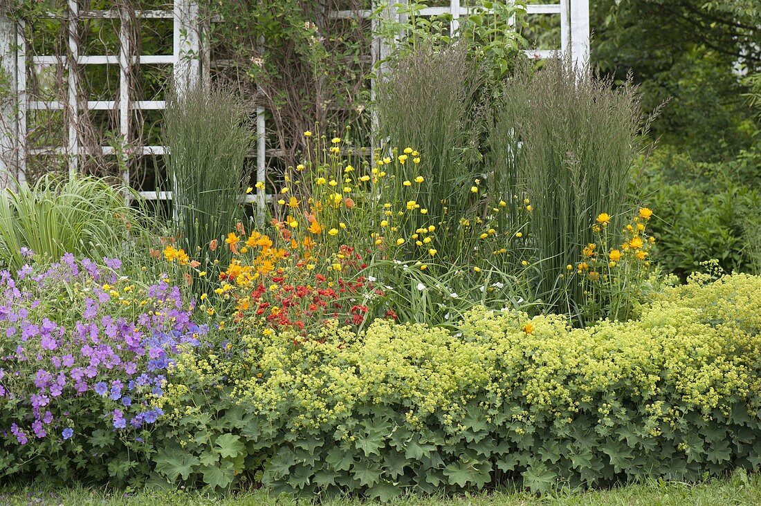 Alchemilla (lady's mantle), Geranium (cranesbill), Calamagrostis