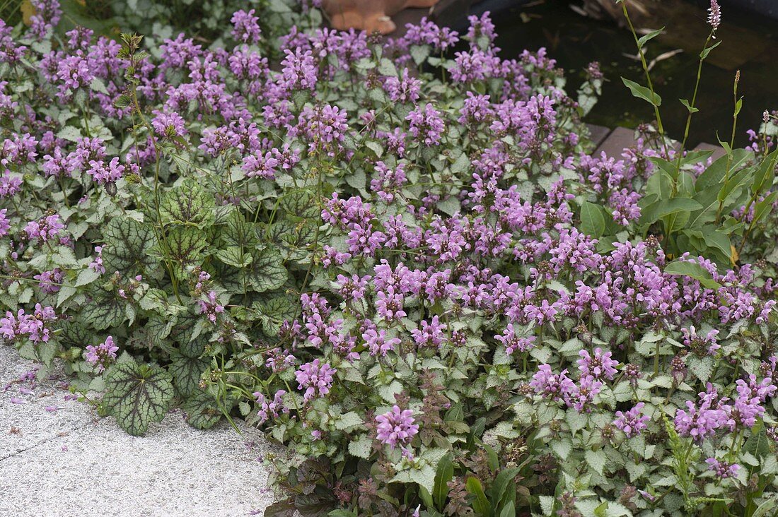 Lamium 'Pink Chablis' (Dead Nettle)