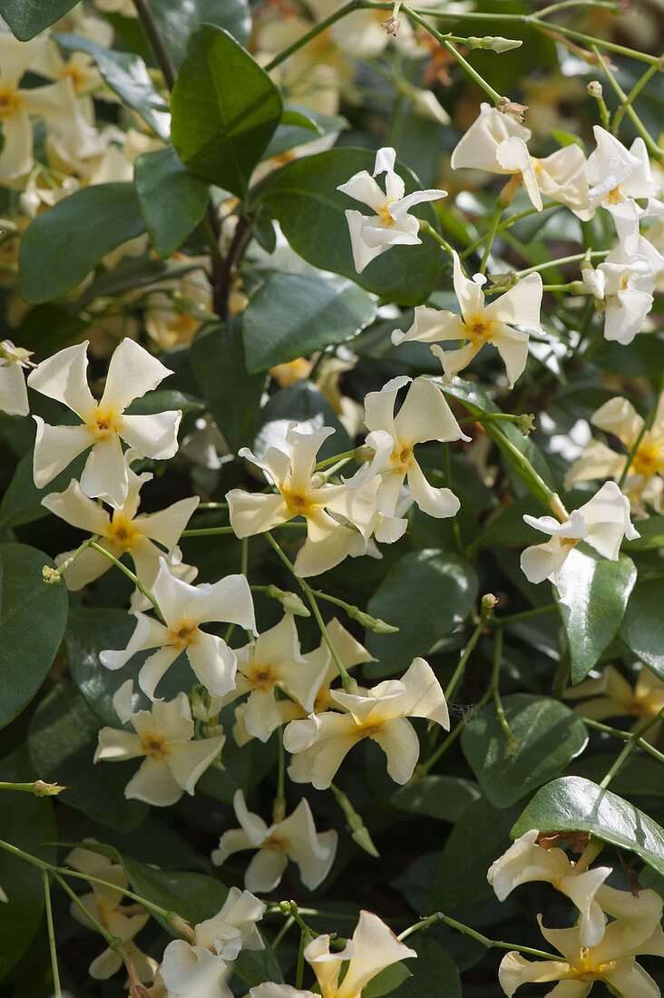 Trachelospermum asiaticum (Sternjasmin)