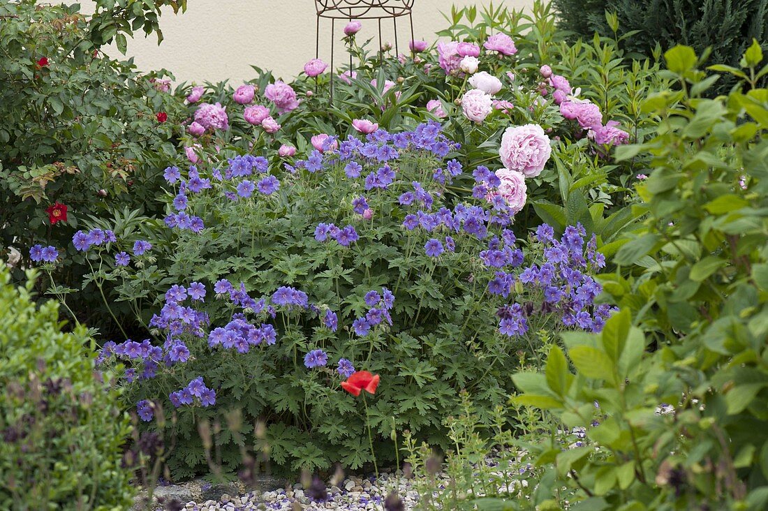 Geranium himalayense (Storchschnabel), Paeonia (Pfingstrosen)