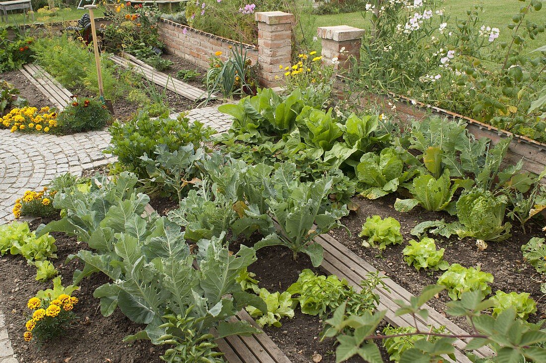 Vegetable patch with lettuce (Lactuca), Chinese cabbage and broccoli (Brassica)