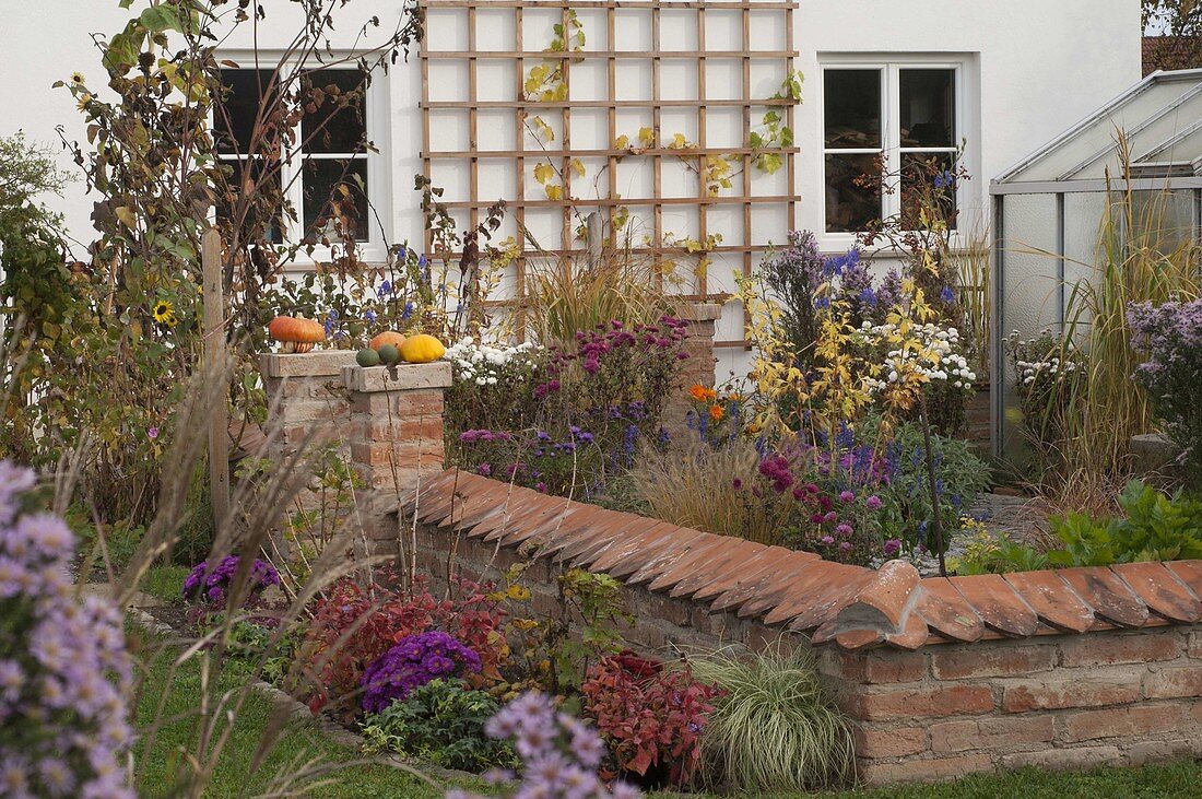 Autumnal cottage garden with a small wall, beds with asters