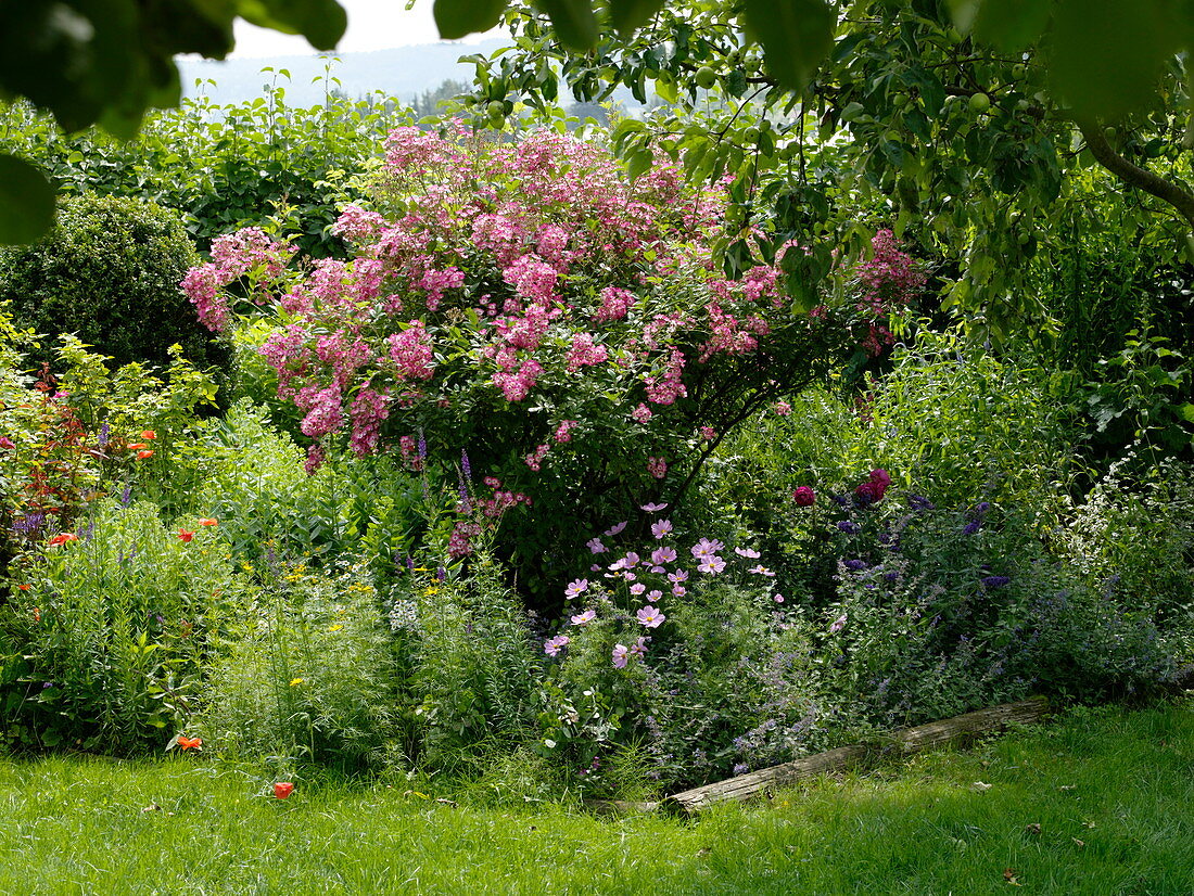 Bed next to apple tree (Malus), Rosa 'American Pillar'