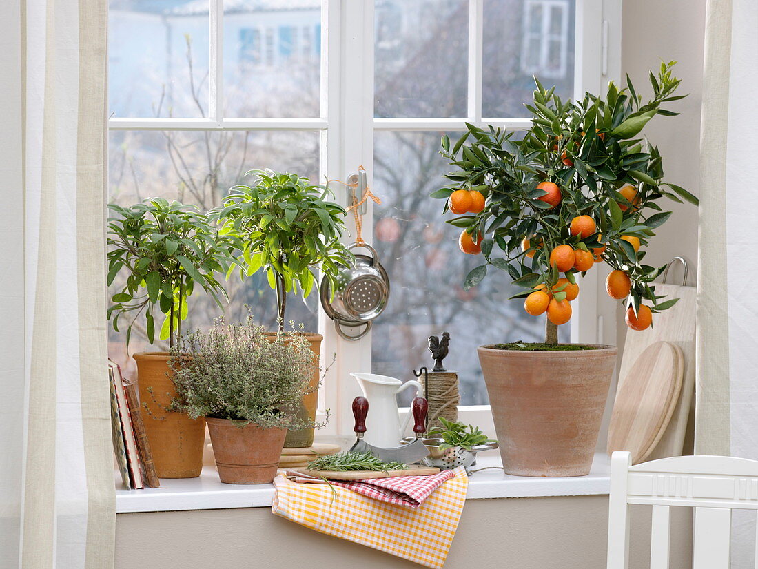 Citrus kucle (cross between kumquat and clementine), sage stems