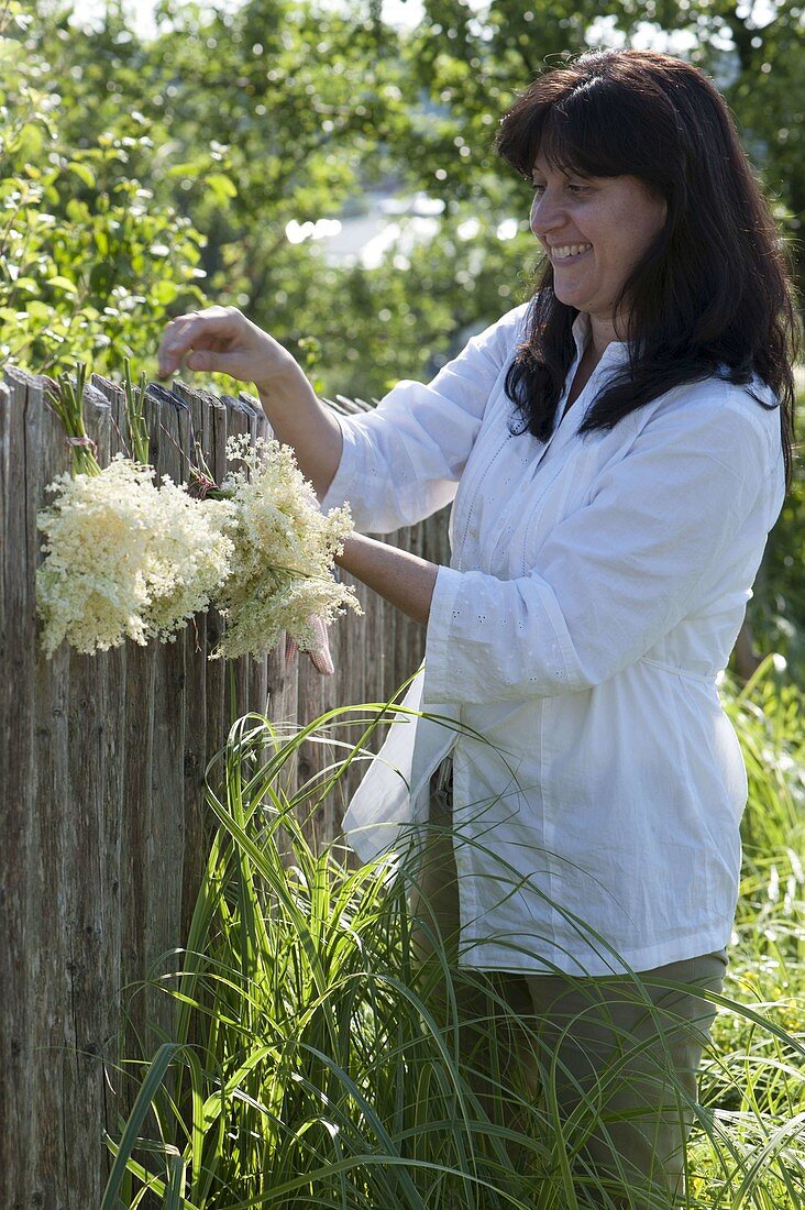 Woman hanging flowers of elderberry (Sambucus nigra) as a bouquet to dry