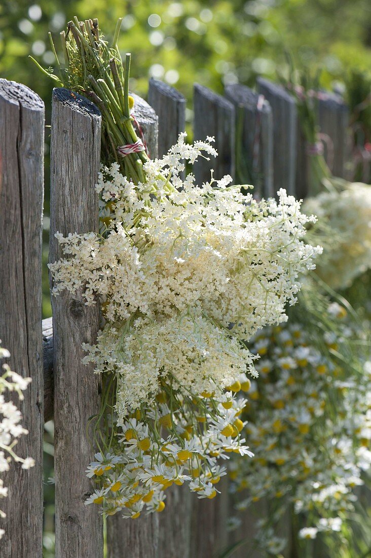 Elderberry and chamomile flowers