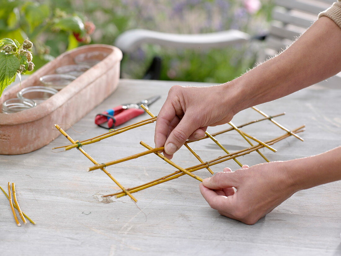 Wicker grille as a plug-in aid for roses and tufted vetch