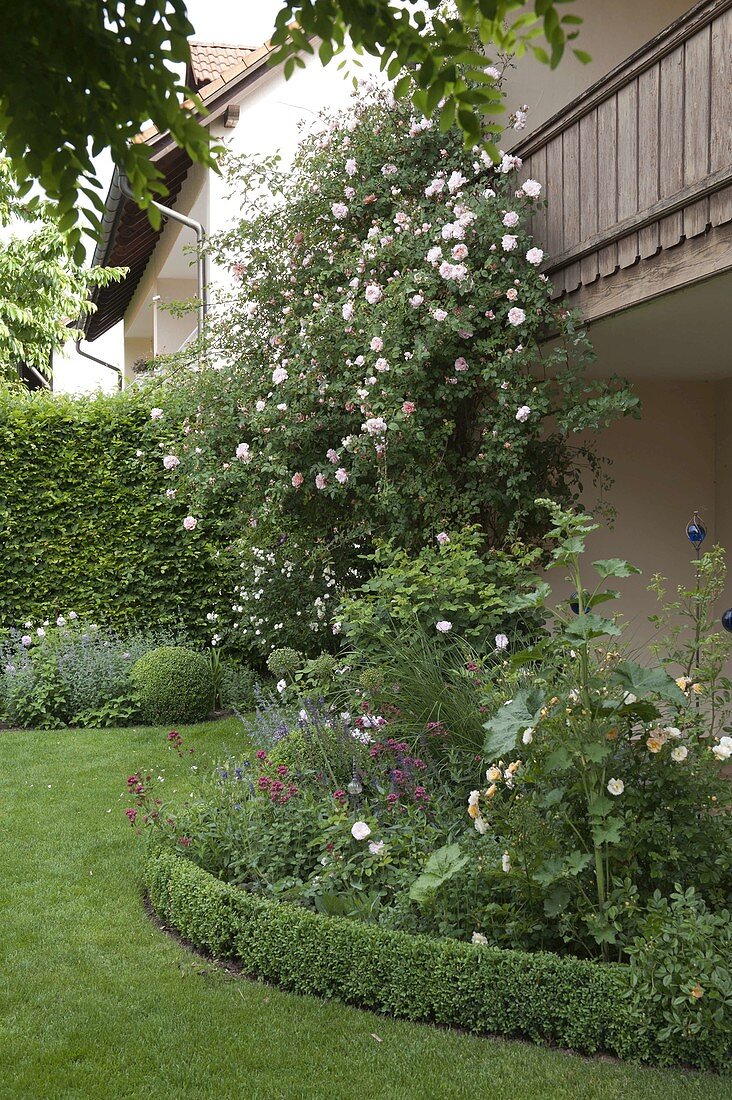 Rosa (climbing rose) at the house, semicircular perennial bed