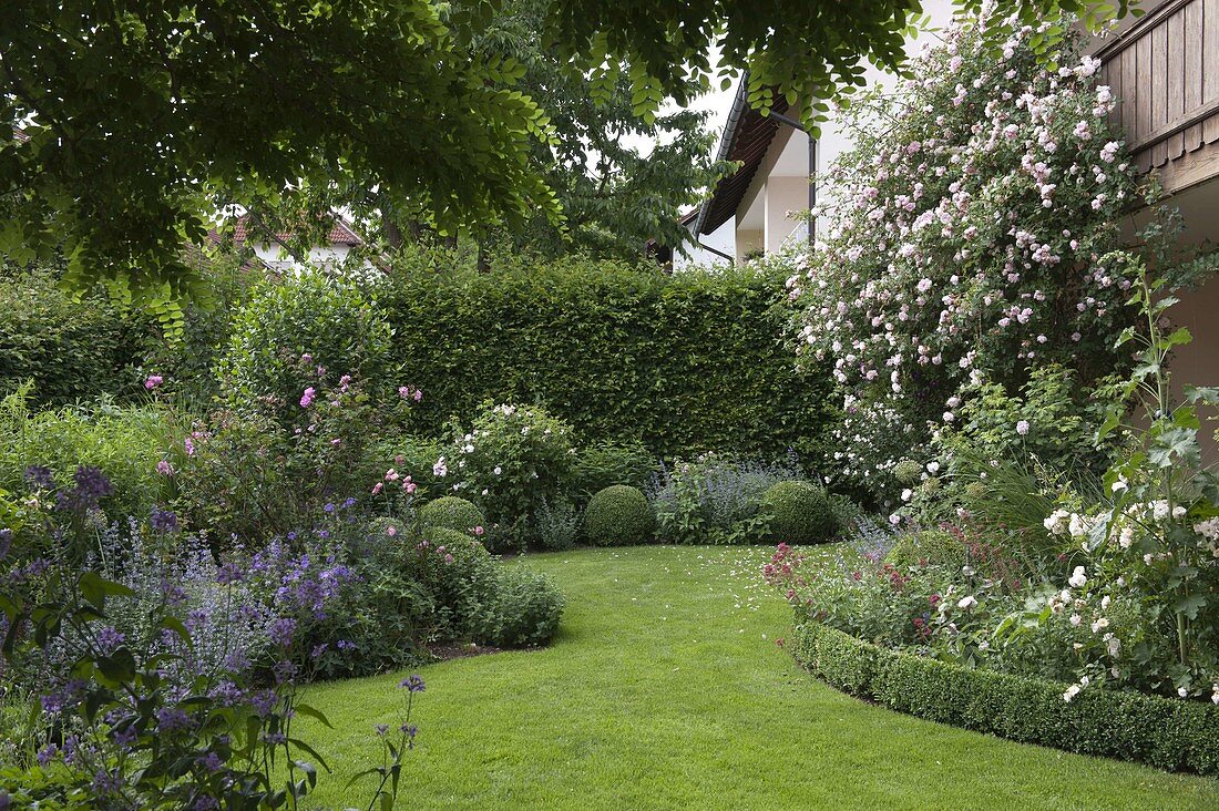 Rosa (climbing rose) by the house, curved perennial bed with Buxus