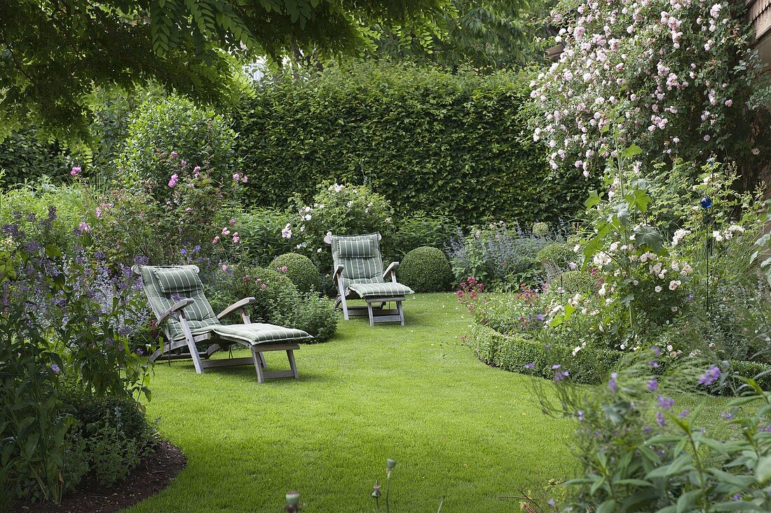 Rosa (Kletterrose) am Haus, geschwungenes Staudenbeet mit Buxus