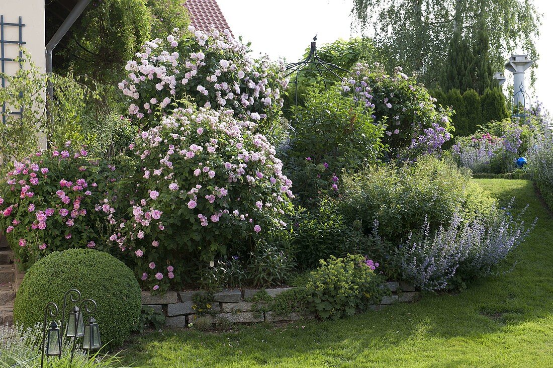 Bed with pink (roses), Buxus (boxwood) ball