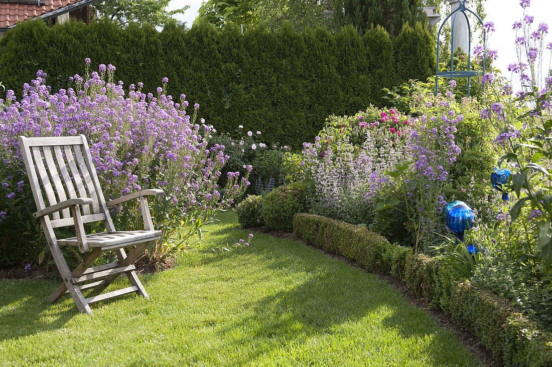 Wooden garden chair on the lawn in front of Hesperis matronalis