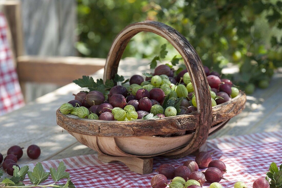 Basket with freshly harvested red and green gooseberries (Ribes uva-crispa)